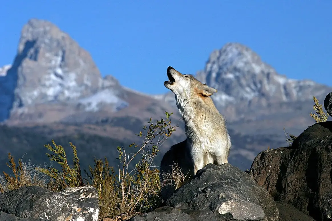 Une association lève 140 000$ contre la réintroduction du loup dans le Colorado