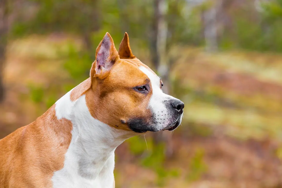 2 molosses lâchés par leur propriétaire tuent un chien de chasse