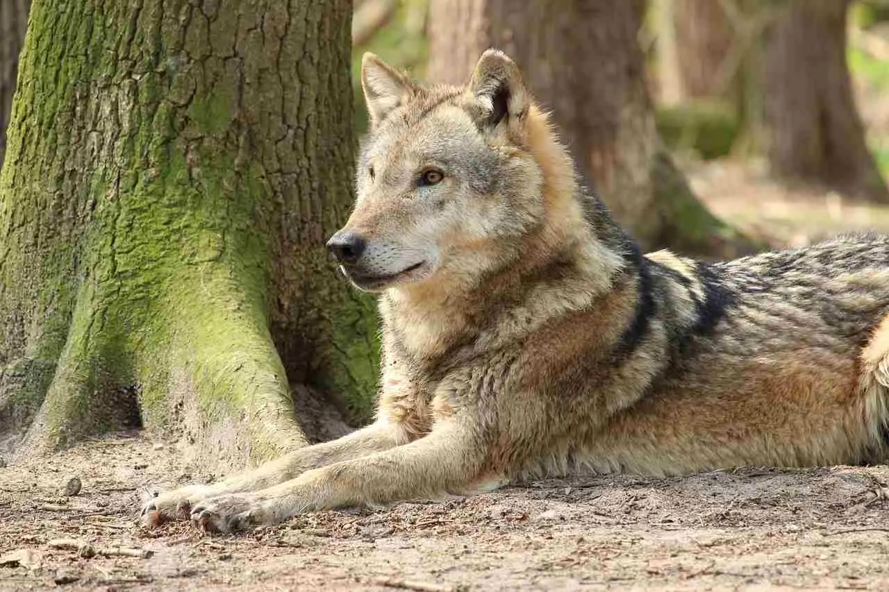 chien-loup hybride
