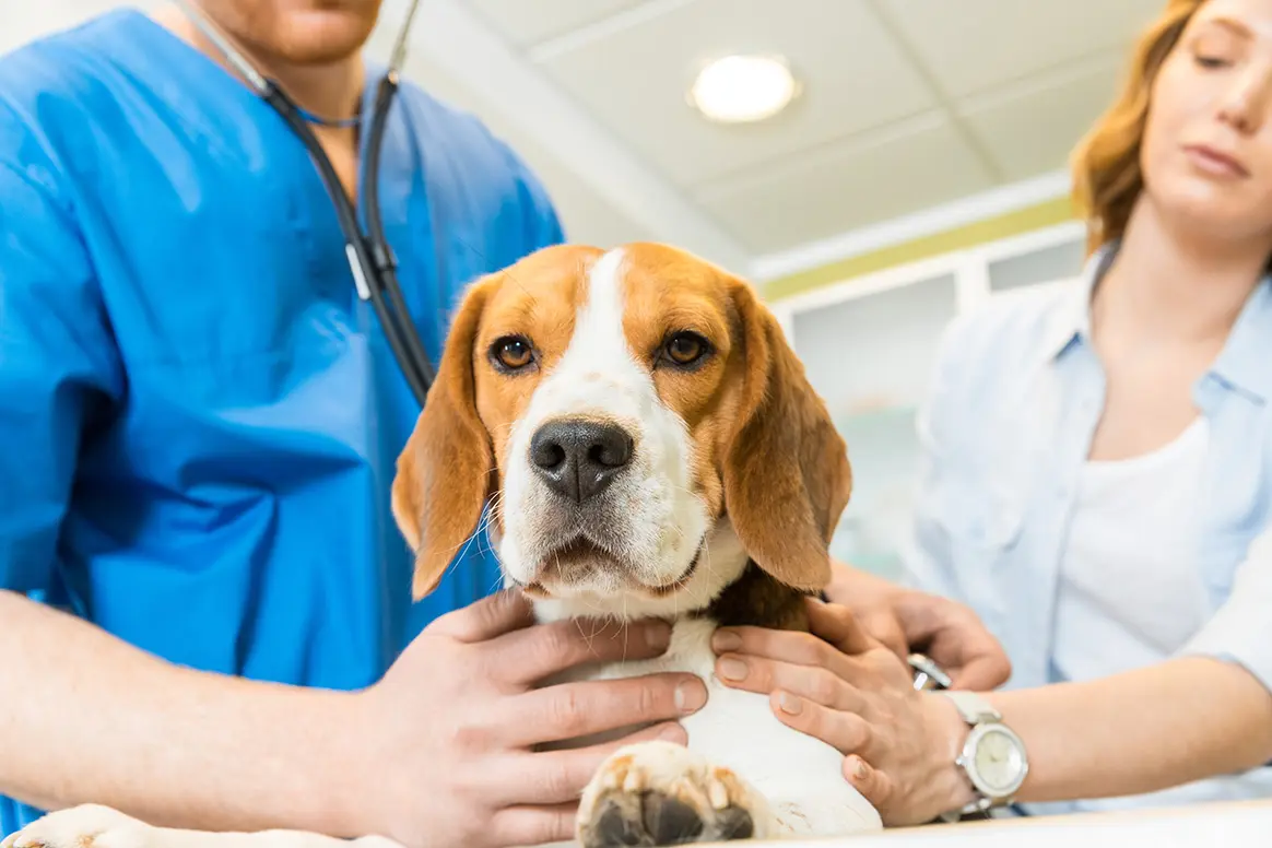 Des formations d’ostéopathie pour chien de chasse proposées par la FDC des Côtes d’Armor