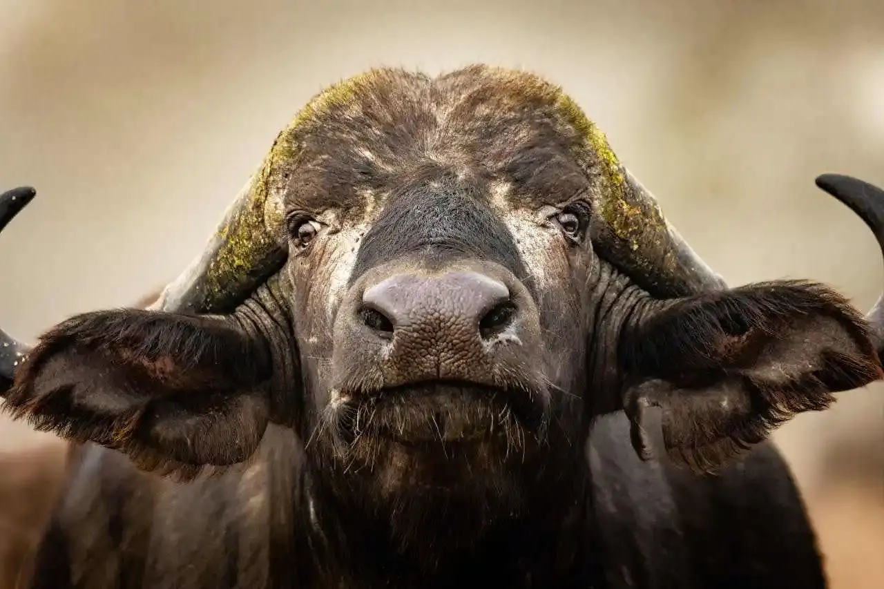 Buffle d'Afrique