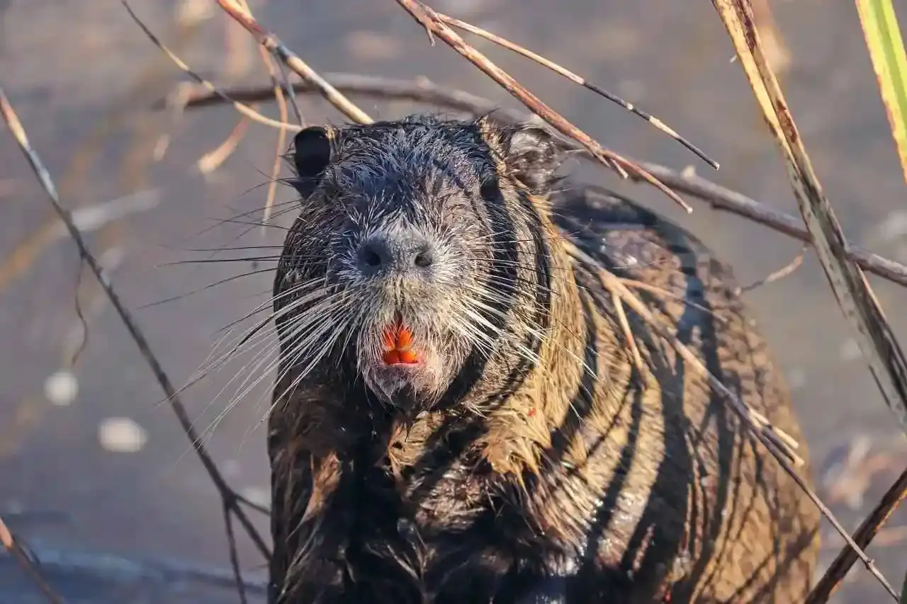 Ragondin Nutria