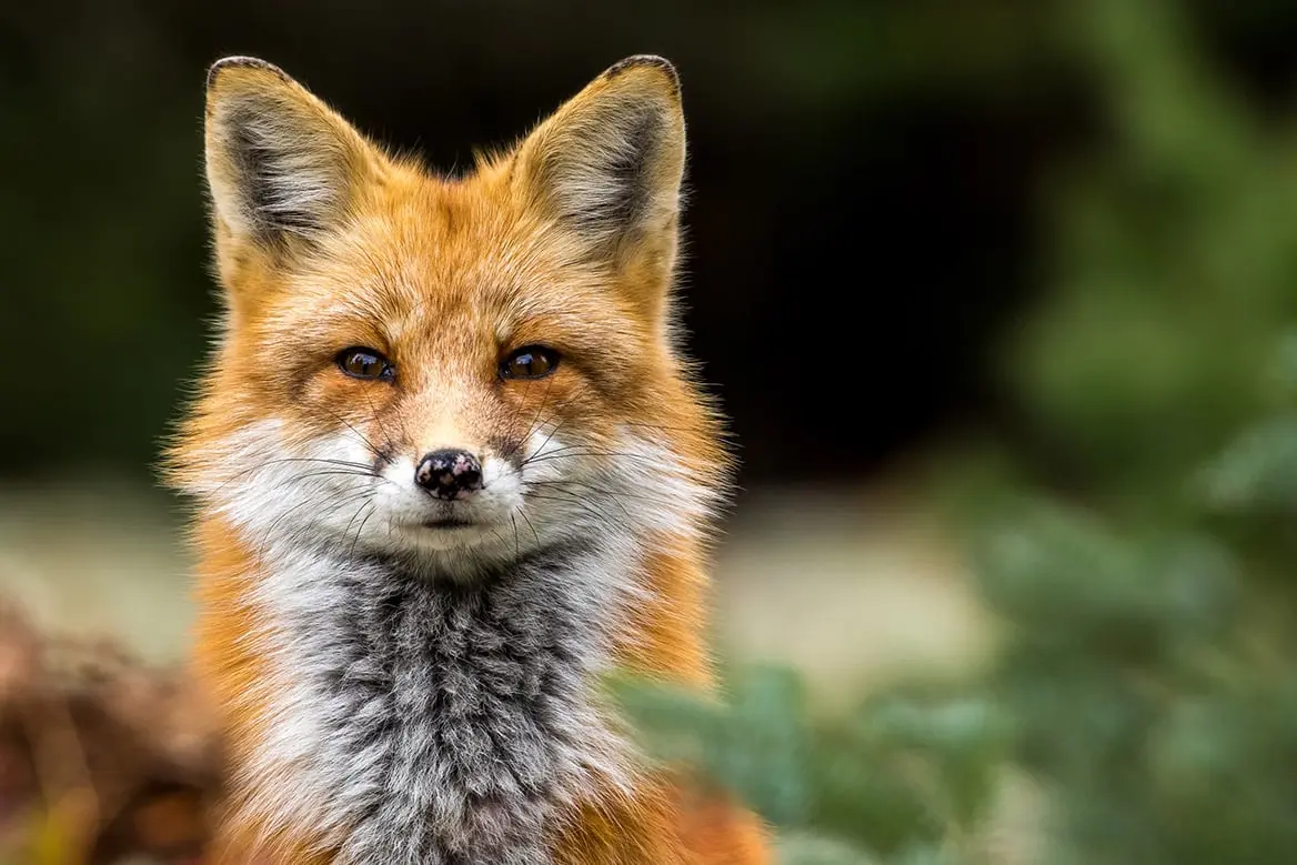 Des renards infectés par le virus de la grippe aviaire en Belgique