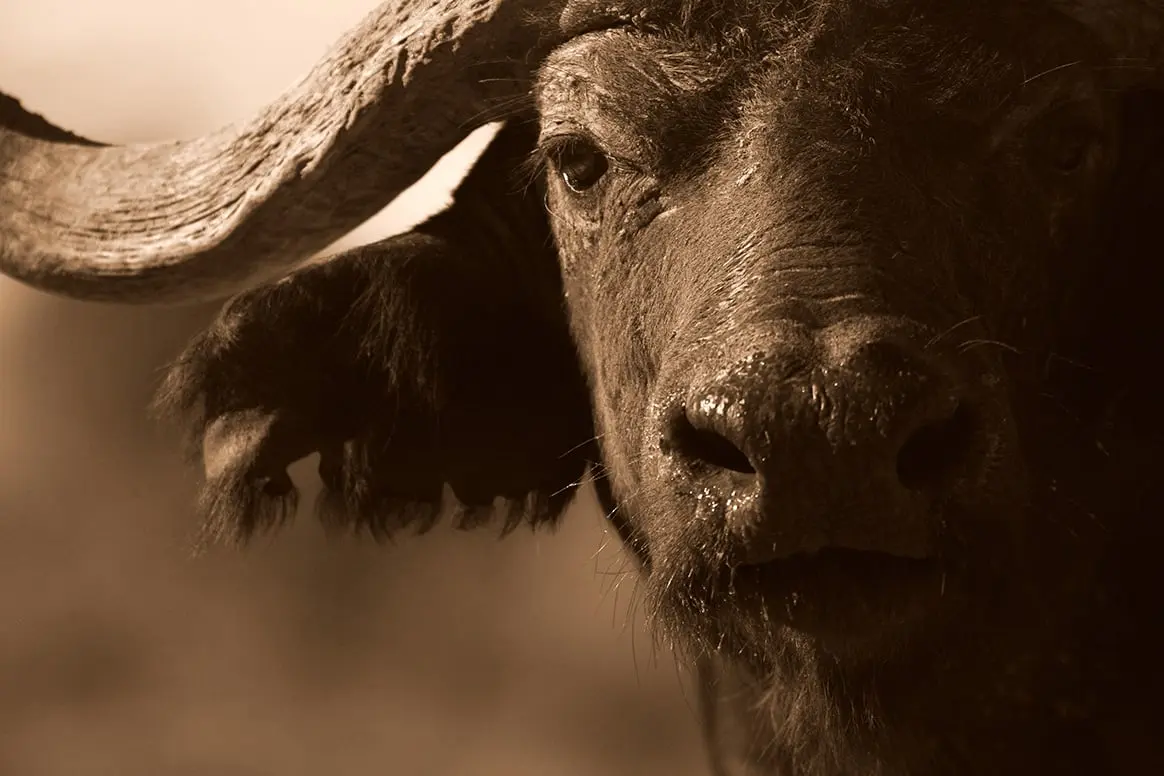 Le véritable rôle de la chasse en Afrique