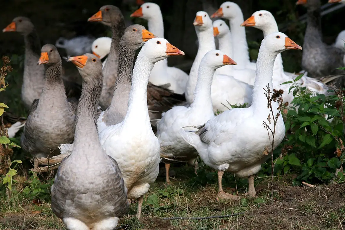 Peta veut rebaptiser la rue de l’Oie à Périgueux