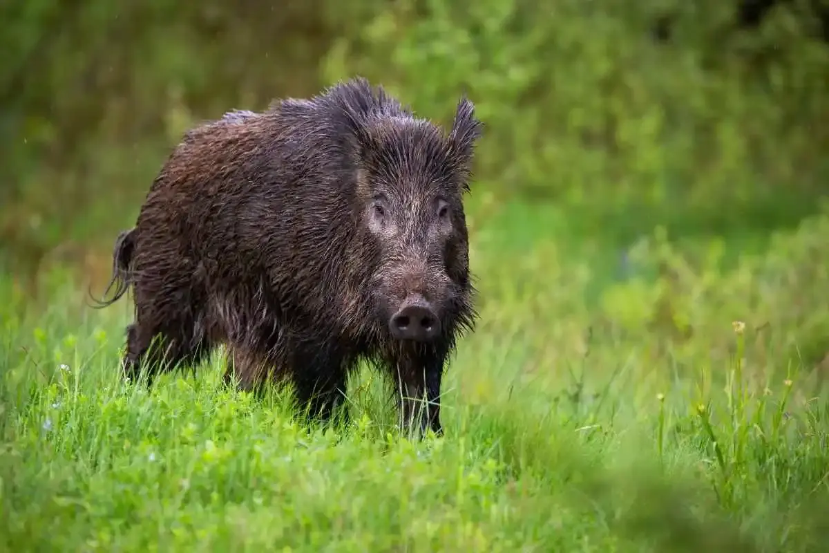 Un chasseur de 62 ans chargé et mordu par un sanglier dans les Pyrénées