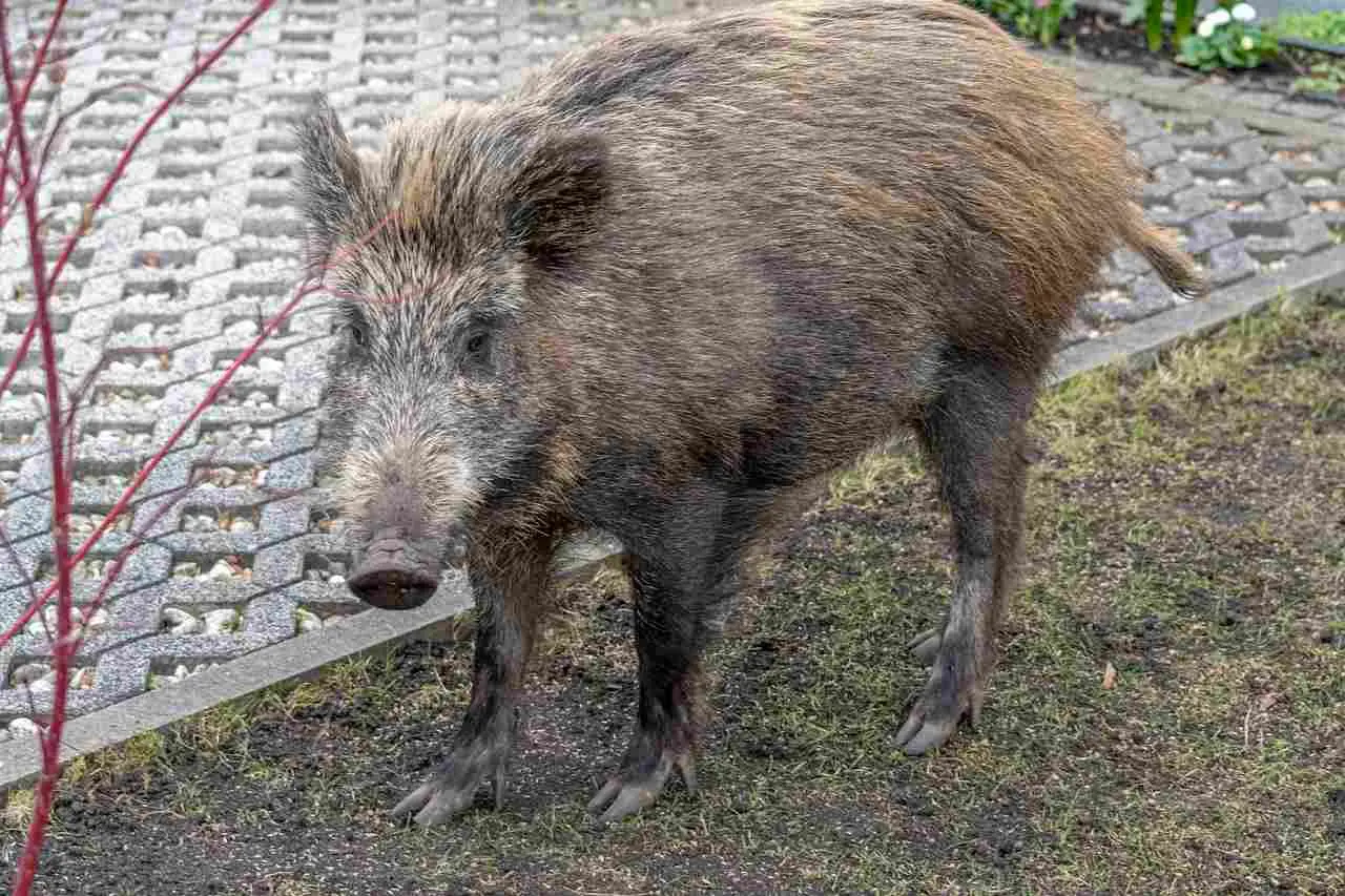 sanglier en ville