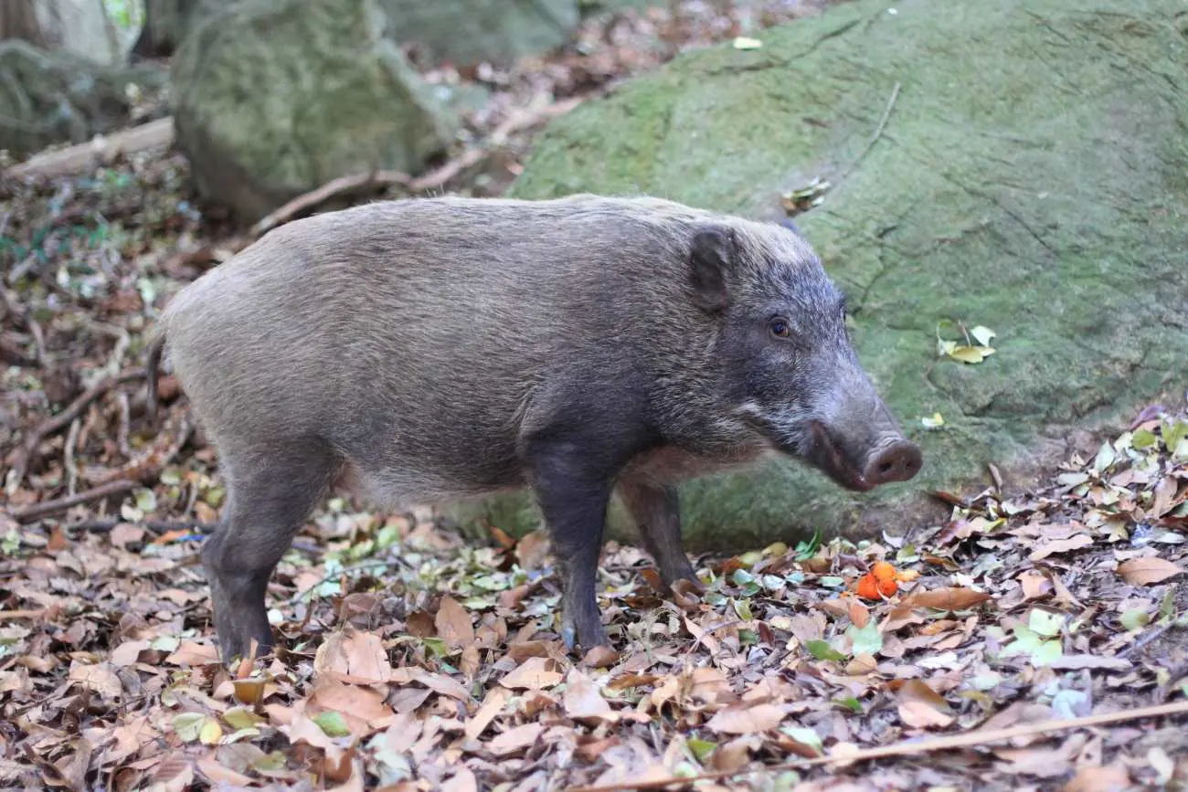 Fukushima : comment des cochons sont-ils redevenus des sangliers ?