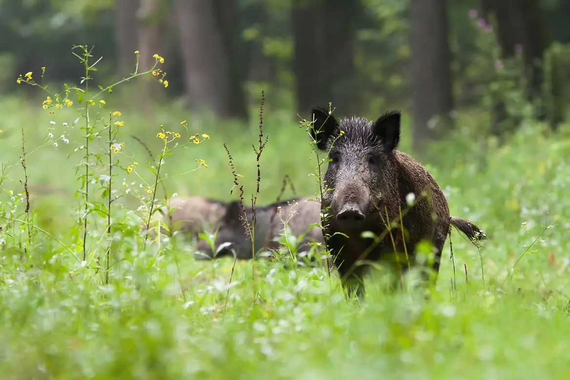 Sanglier : le voile de la peste porcine africaine toujours présent