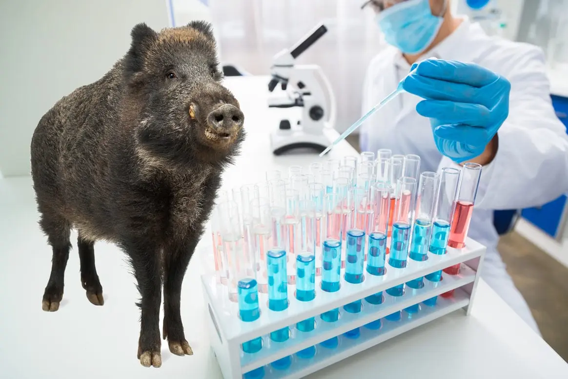 Un vaccin américain contre la Peste Porcine Africaine (PPA) bientôt sur le marché?