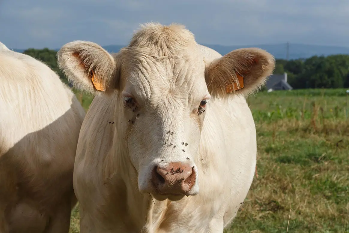 Un maire veut offrir une vache aux élus écologistes de Lyon