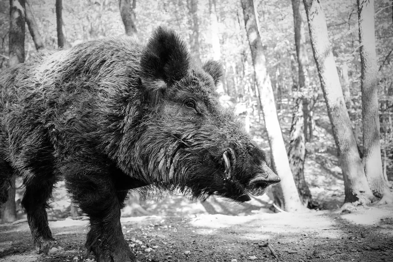 Les États-Unis s’inquiètent de ne pas réussir à contenir les « super pigs »