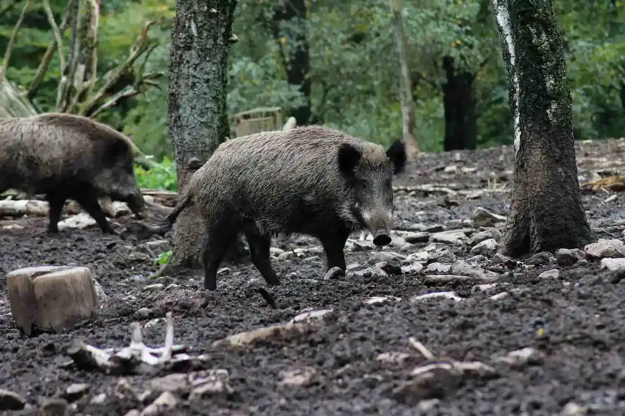 Chasse du sanglier jusqu'au 31 mai dans le Lot