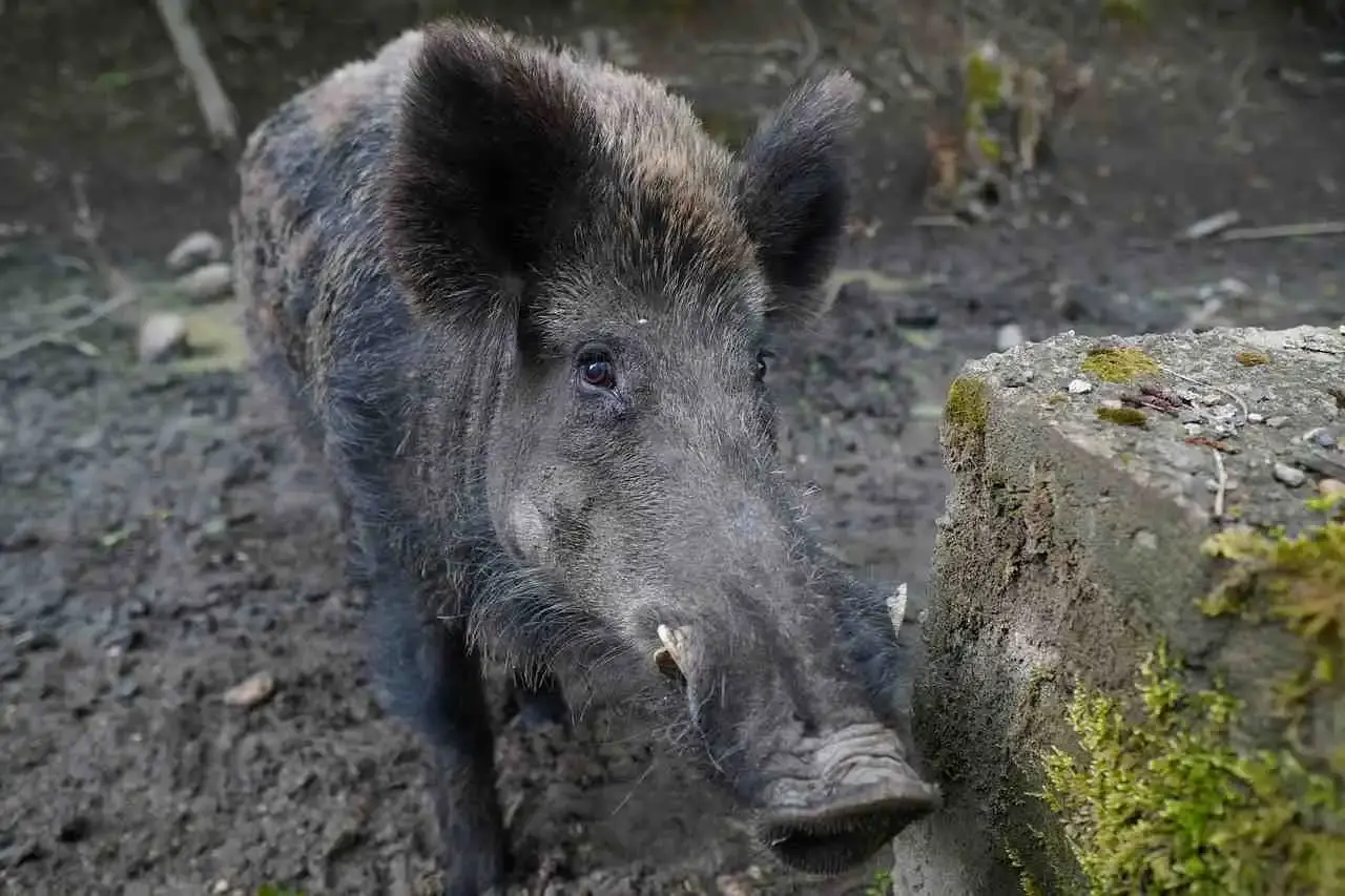 Sanglier dans un appartement à Verviers