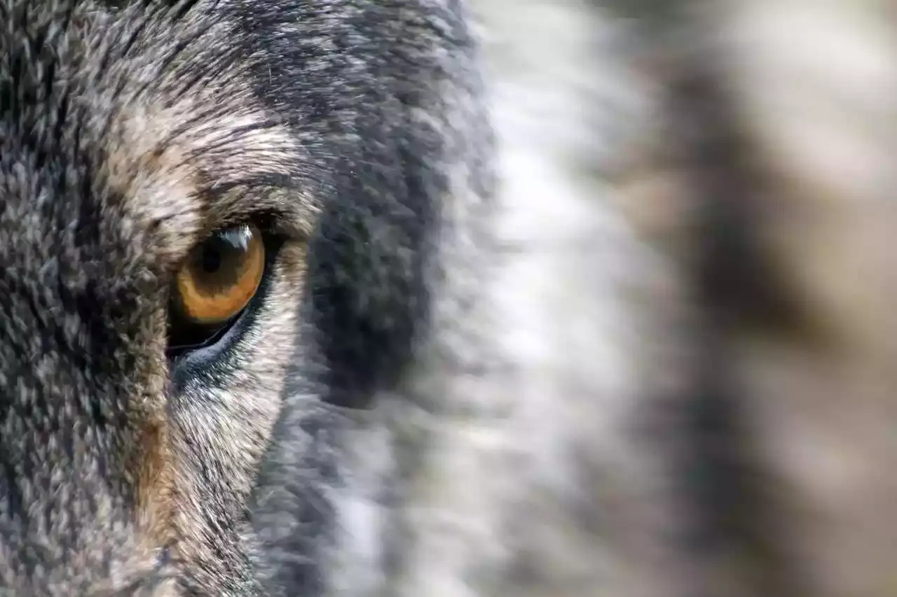 loups dans le loiret