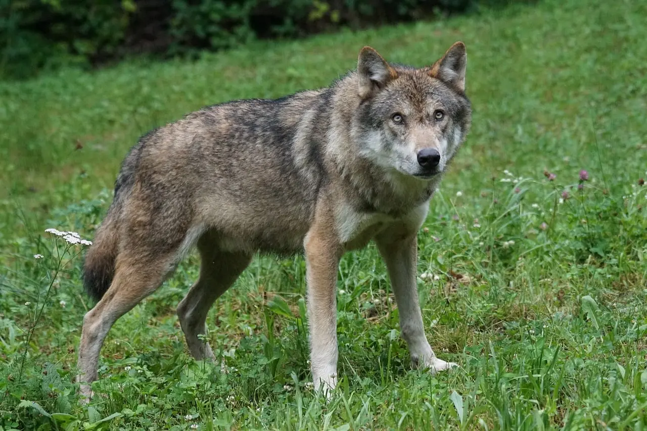 Un automobiliste a filmé un loup près du centre-ville de Toulon