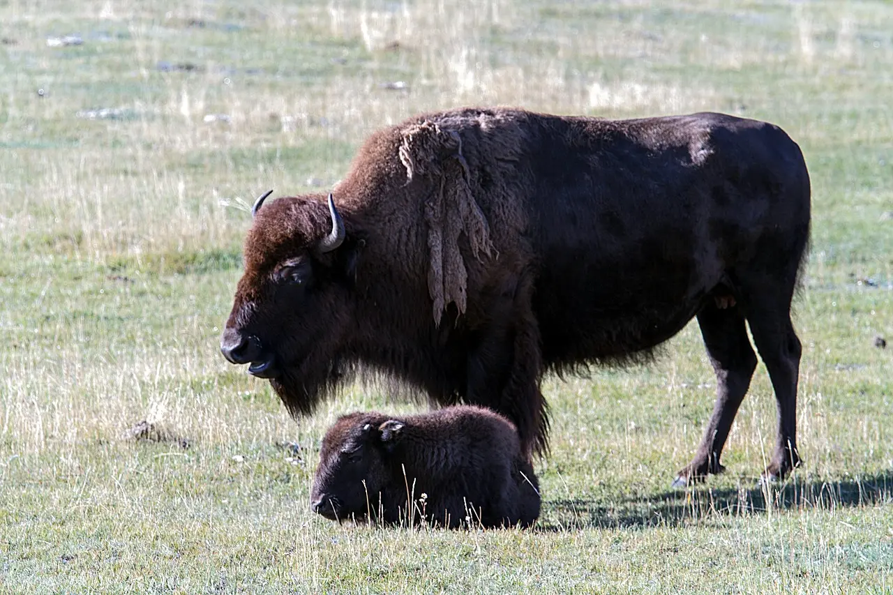 Un petit bison euthanasié à Yellowstone après avoir été touché par un touriste