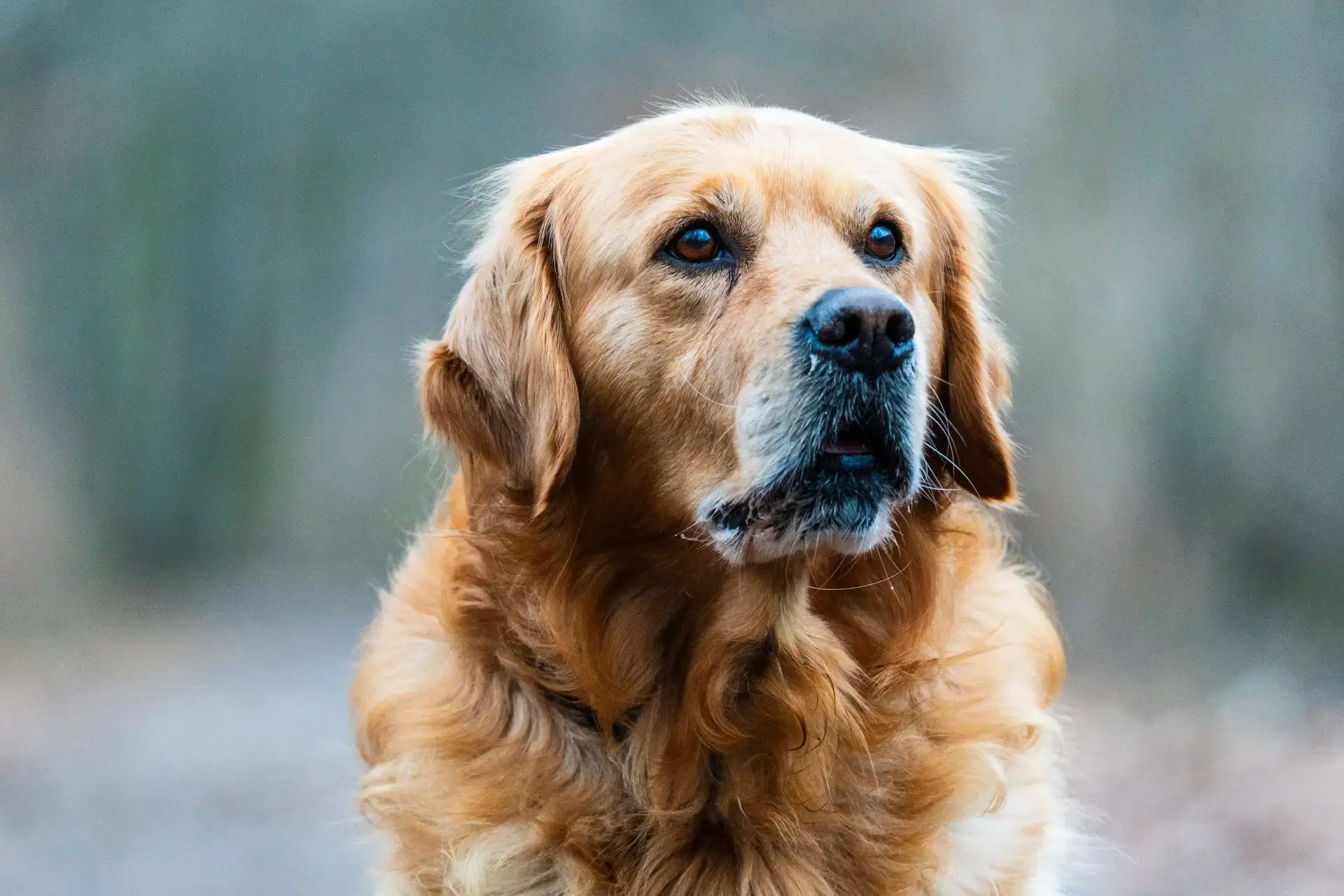 Retriever