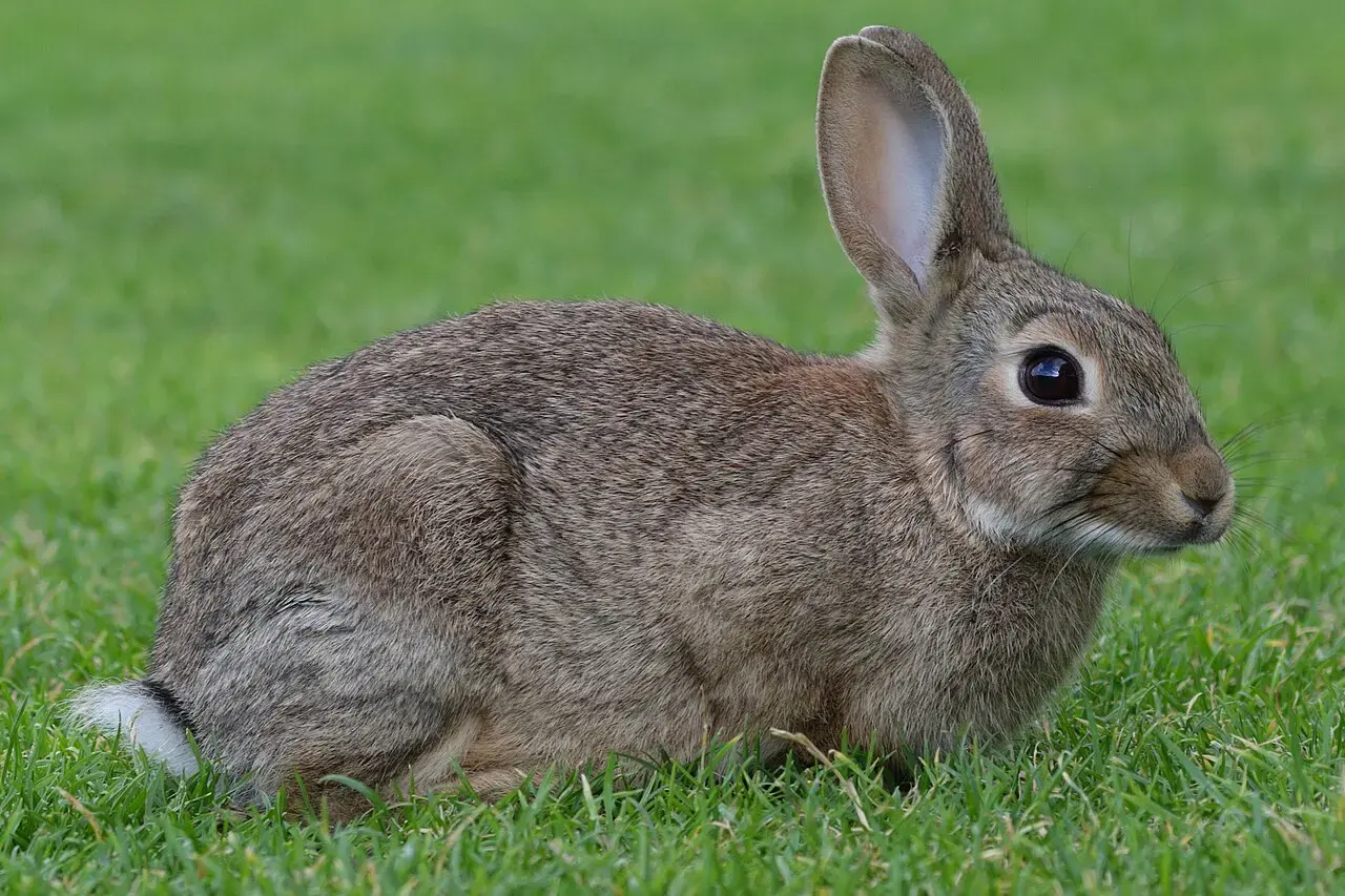 lapin de garenne
