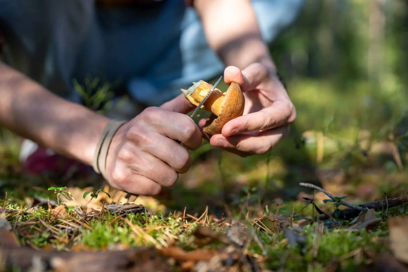 Top 3 des champignons à ramasser en automne