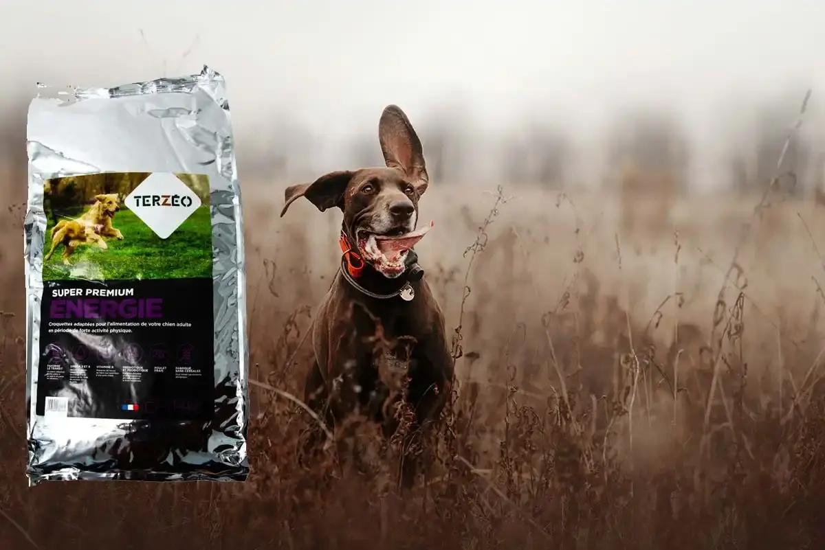 Croquettes Terzéo, une autre bonne alternative à Royal Canin