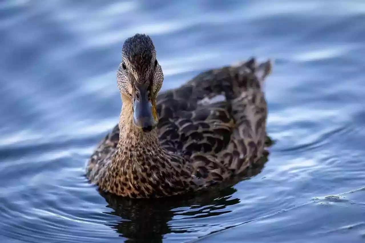 hausse du niveau de risque grippe aviaire canard