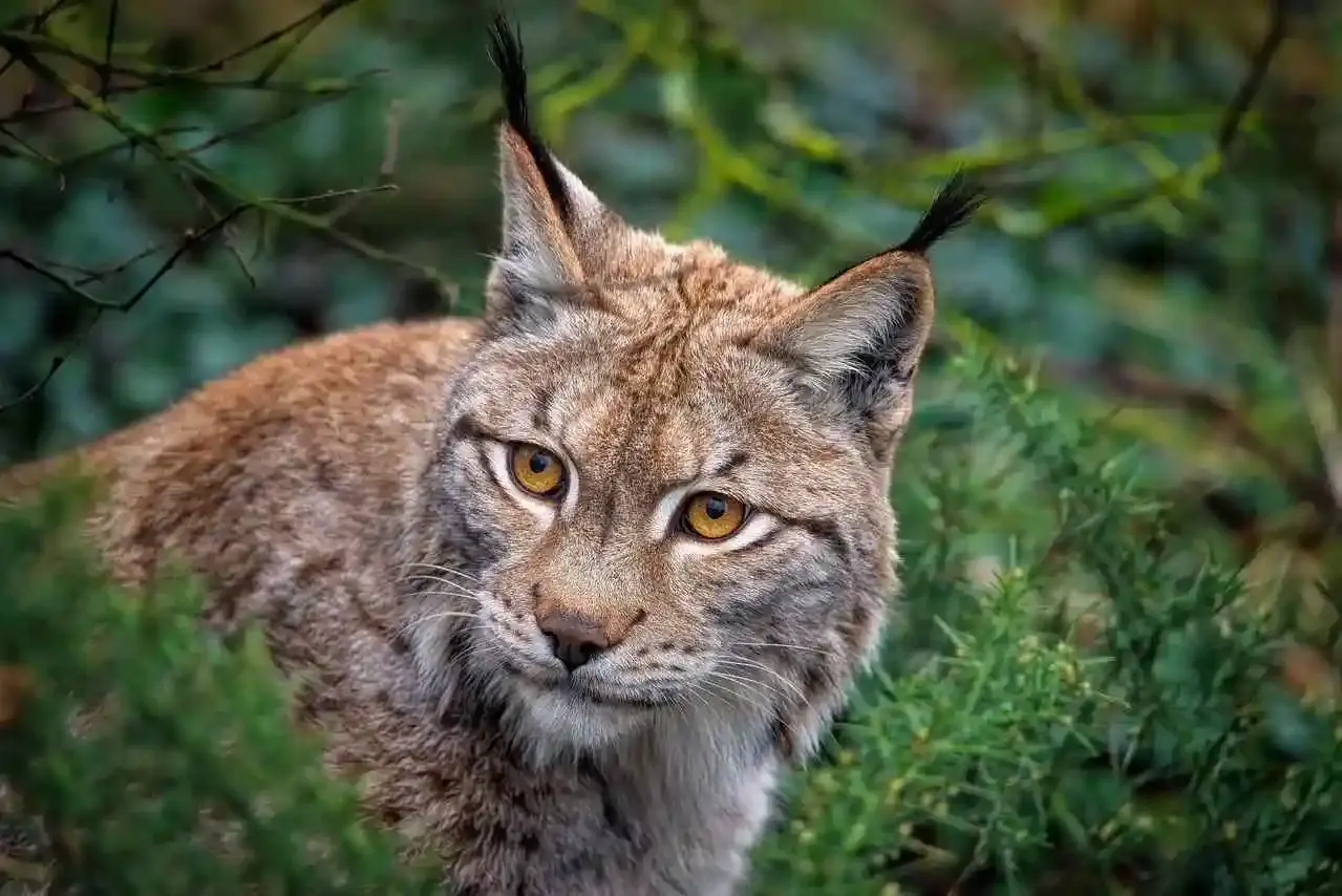 réintroduction de lynx dans le Jura