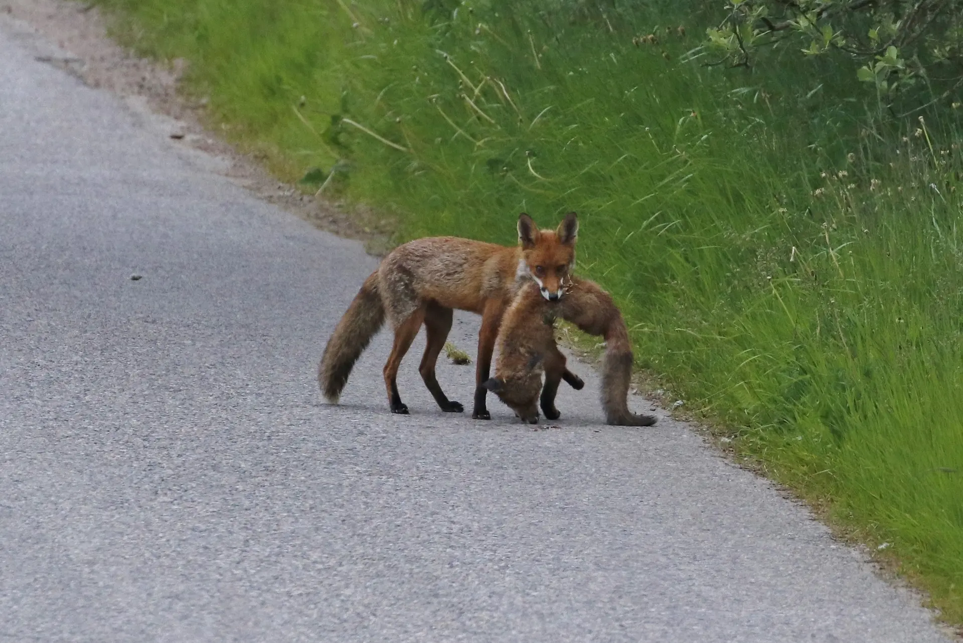 Un renard cannibale