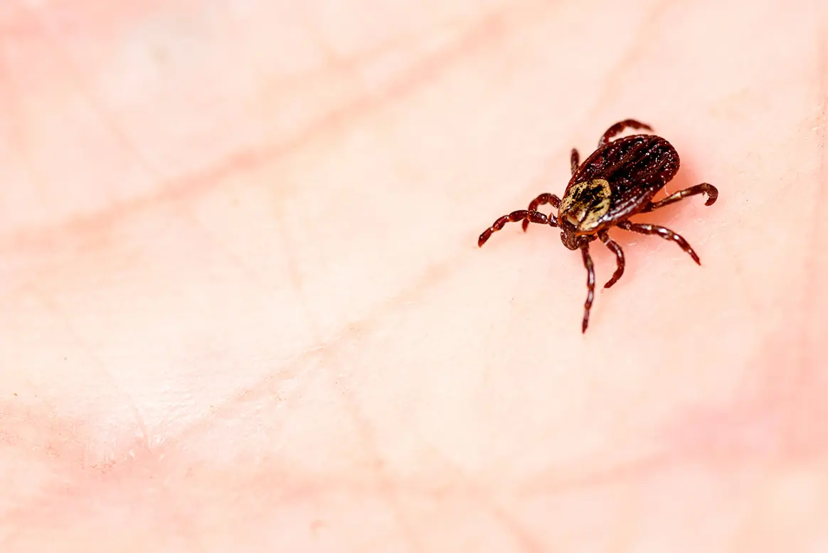 L’INRAE alerte sur les risques de piqûres de tiques même dans les jardins