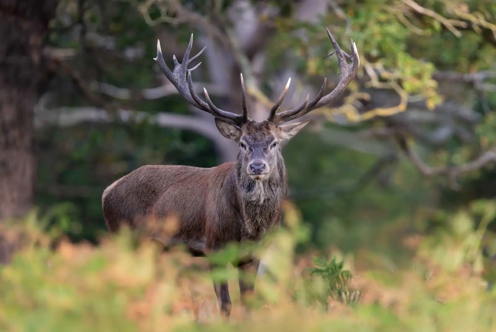 De nombreux cerfs retrouvés décapités dans l’Aisne