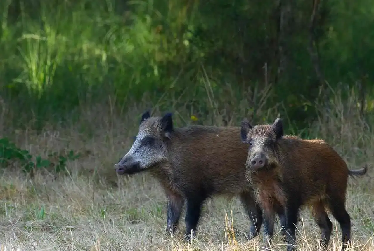 deux sangliers