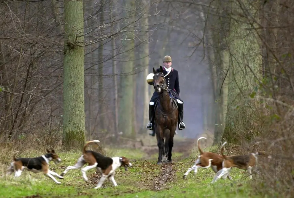 NON la FNC n’a jamais demandé de stopper la chasse à courre cette saison !