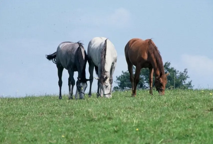 Mutilations d’équidés et de bovins, où sont les écolos ?