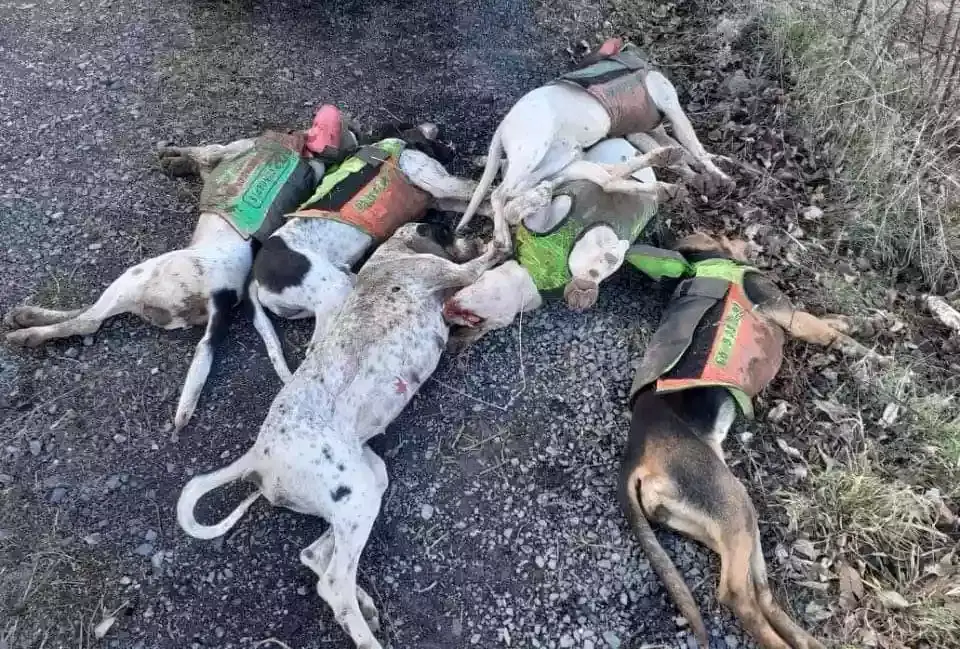 Sept chiens de chasse tués en Ardèche : le procès encore reporté à une date ultérieure