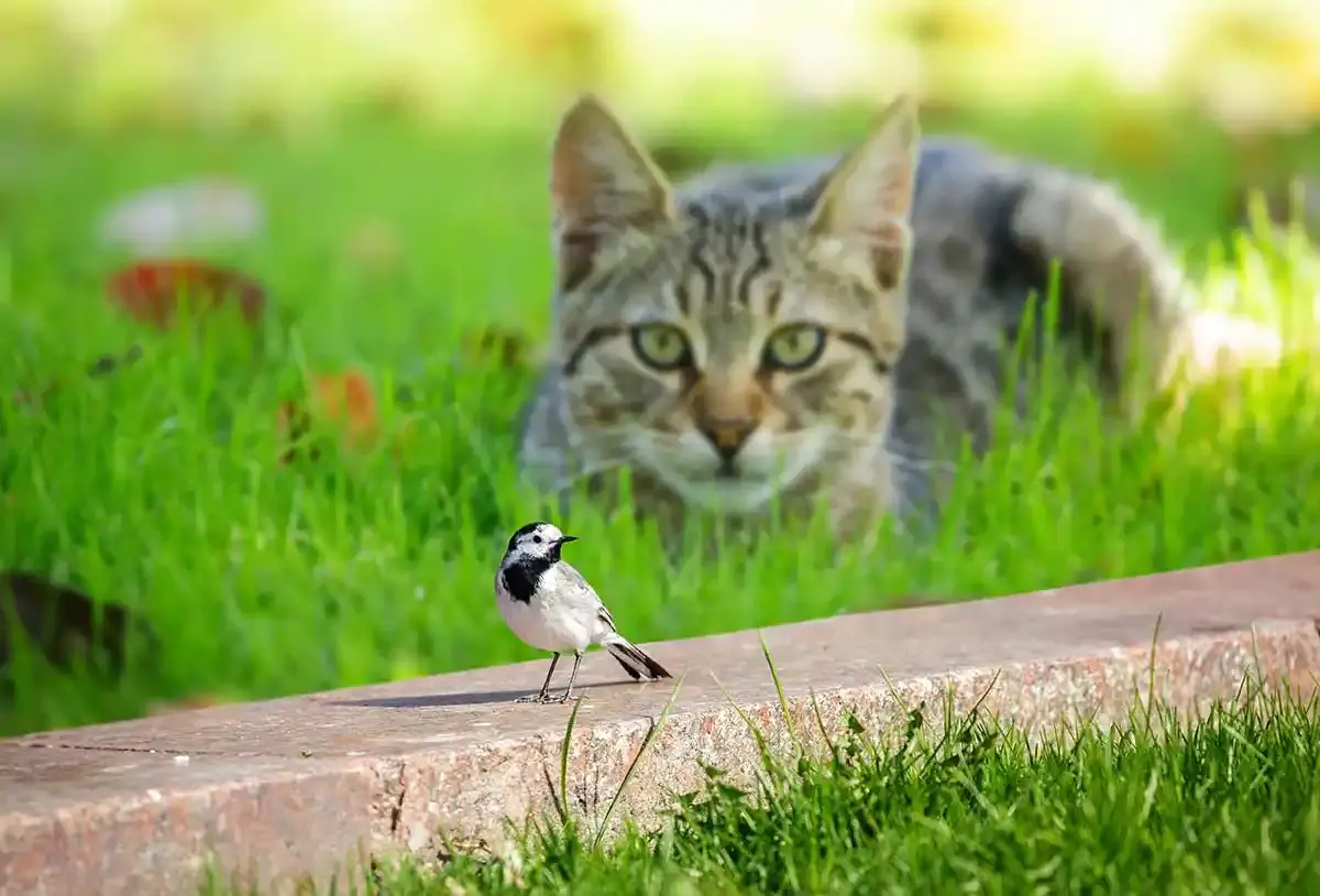 Ce pays veut éradiquer les chats errants d’ici 2050