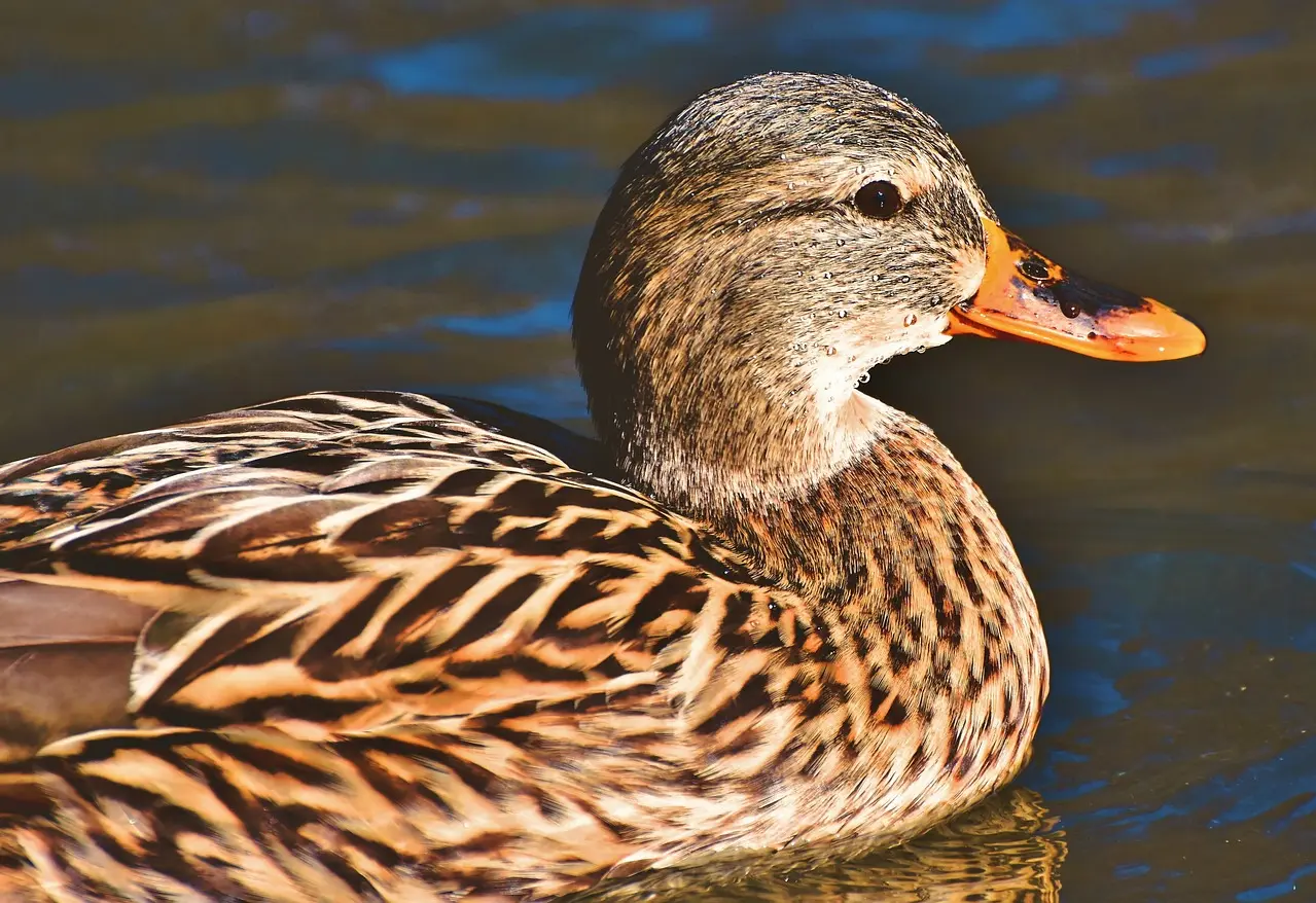 Grippe aviaire : la vaccination des canards possible dès l’automne ?