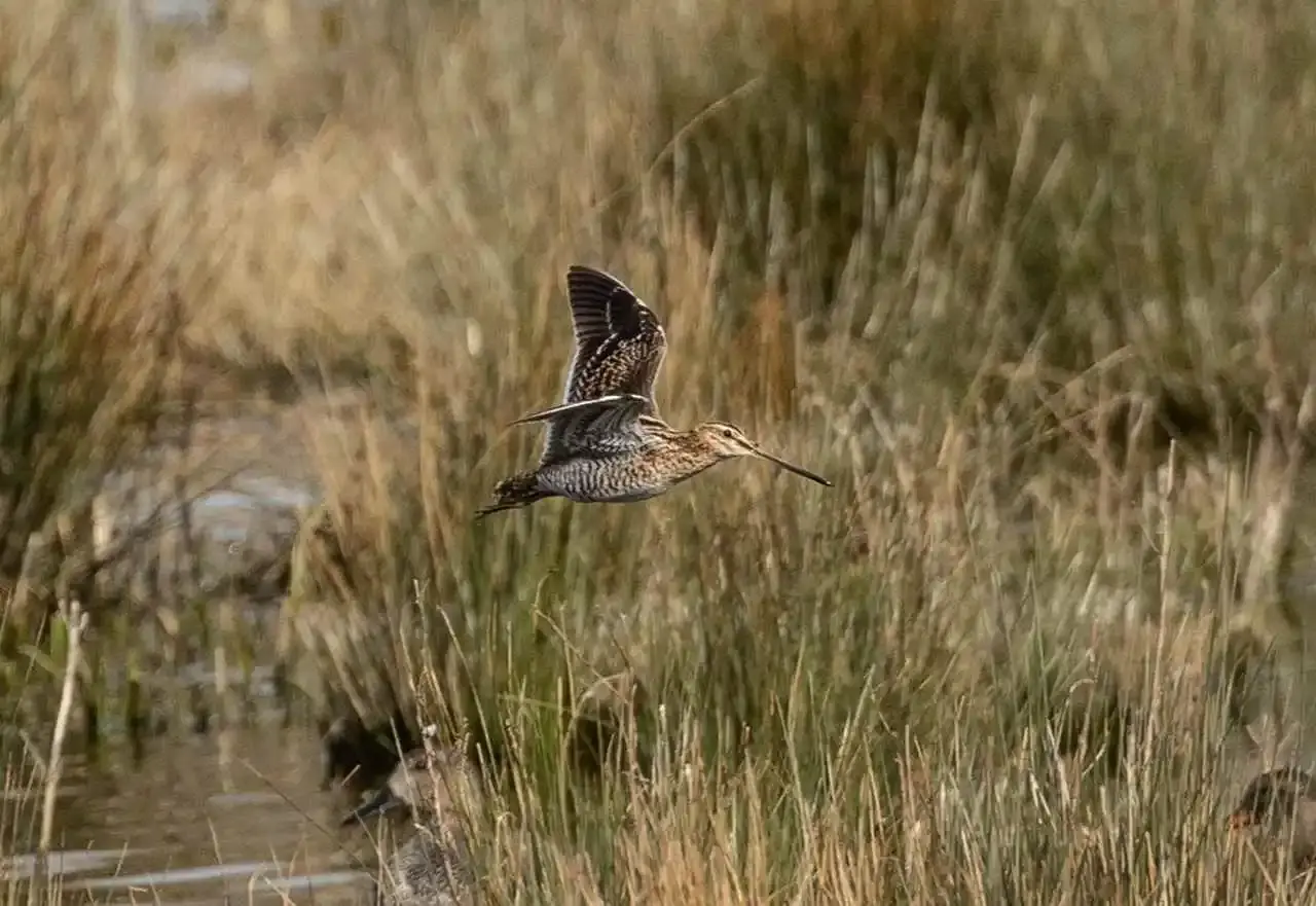 bécassine des marais (Gallinago gallinago)