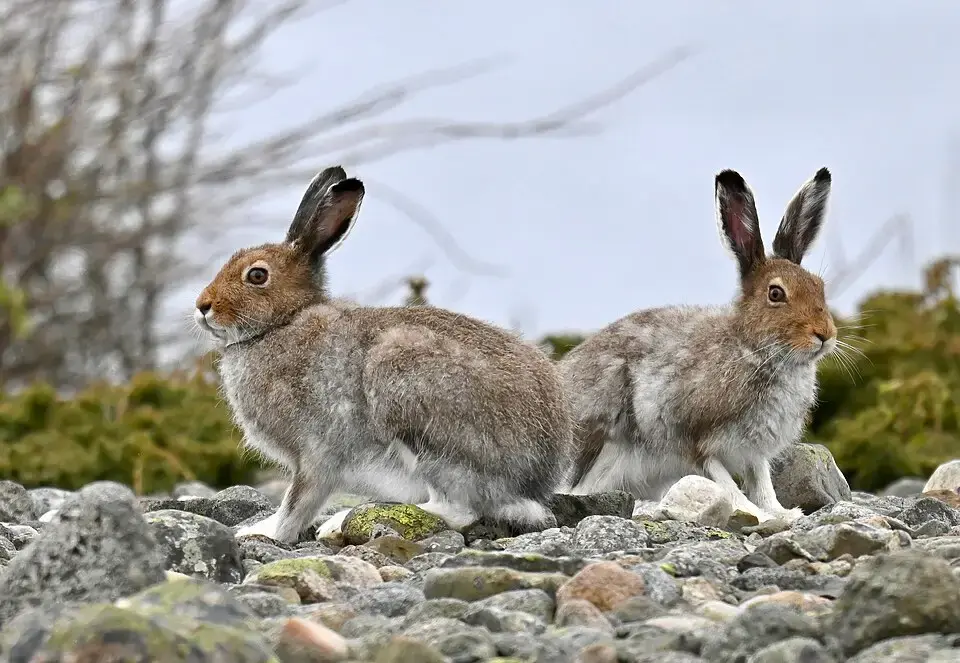 Lepus Timidus lievre variable