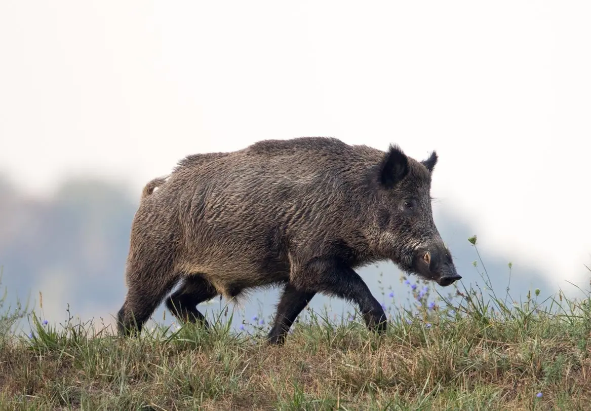 Corse : un sanglier perfore l’abdomen d’un habitant d’Ajaccio