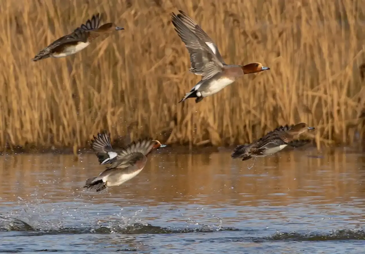 canard siffleur