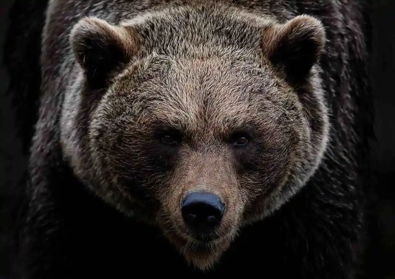 Attaque d'ours en Slovaquie