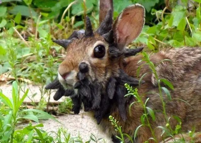 cottontail papilloma virus
