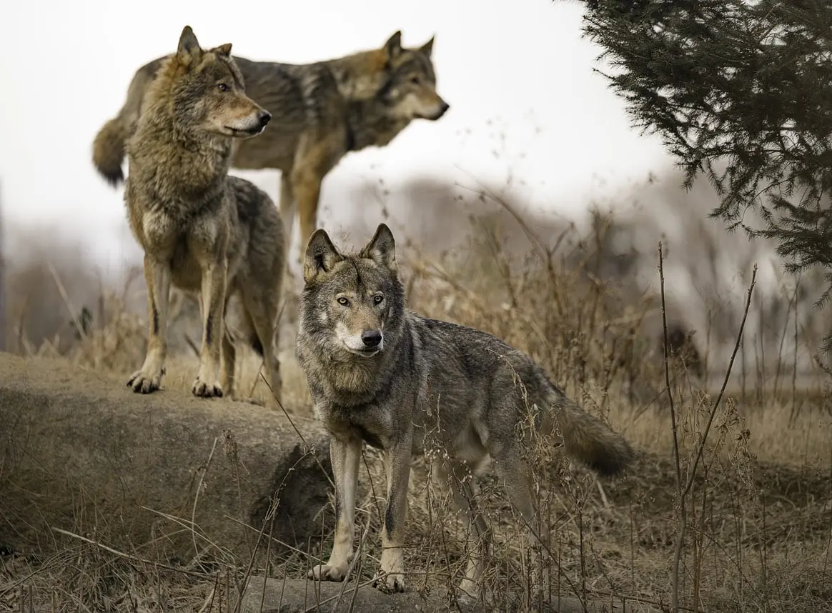 L’ASPAS exclue du comité loup de l’Hérault par le préfet
