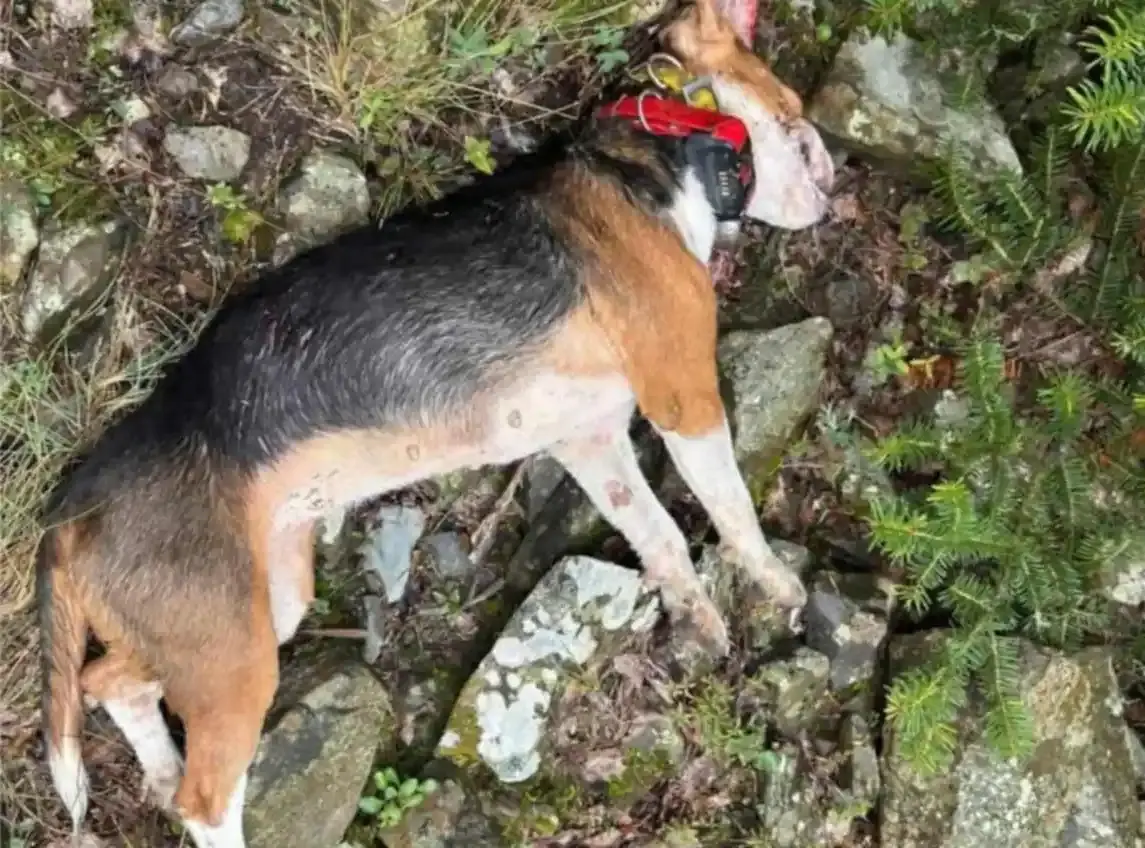 Grèce : cinq chiens de chasse dévorés par une meute de loups
