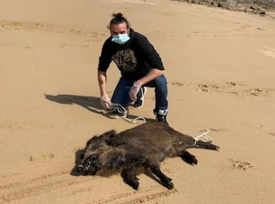 Un sanglier nageur retrouvé sur l’île de Cézembre