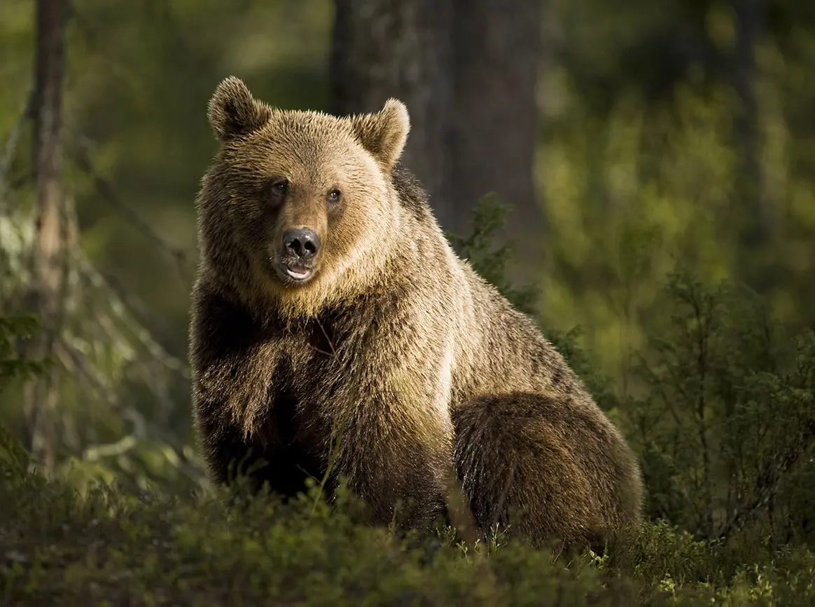 Un homme de 39 ans tué par un ours en Roumanie