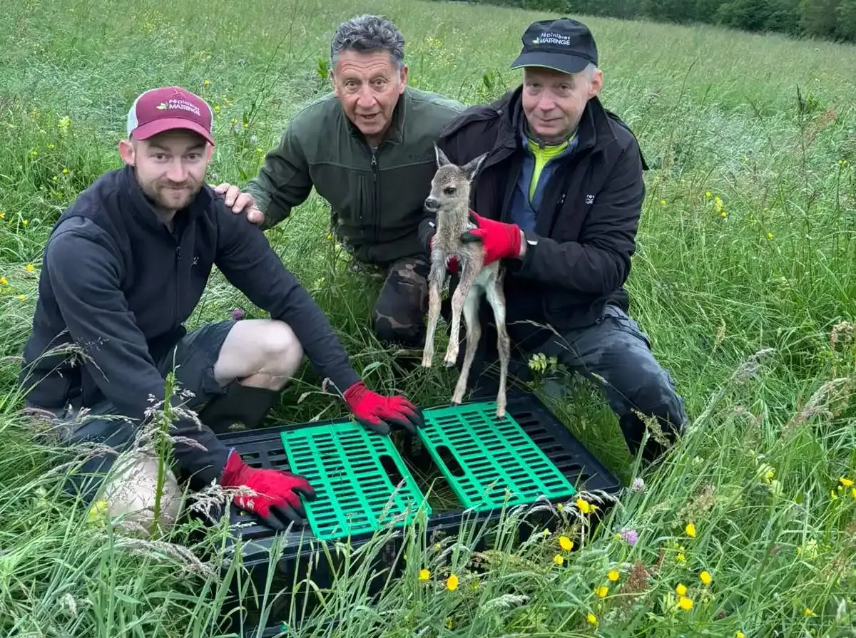 171 faons sauvés par les chasseurs de Haute-Savoie grâce aux drones thermiques