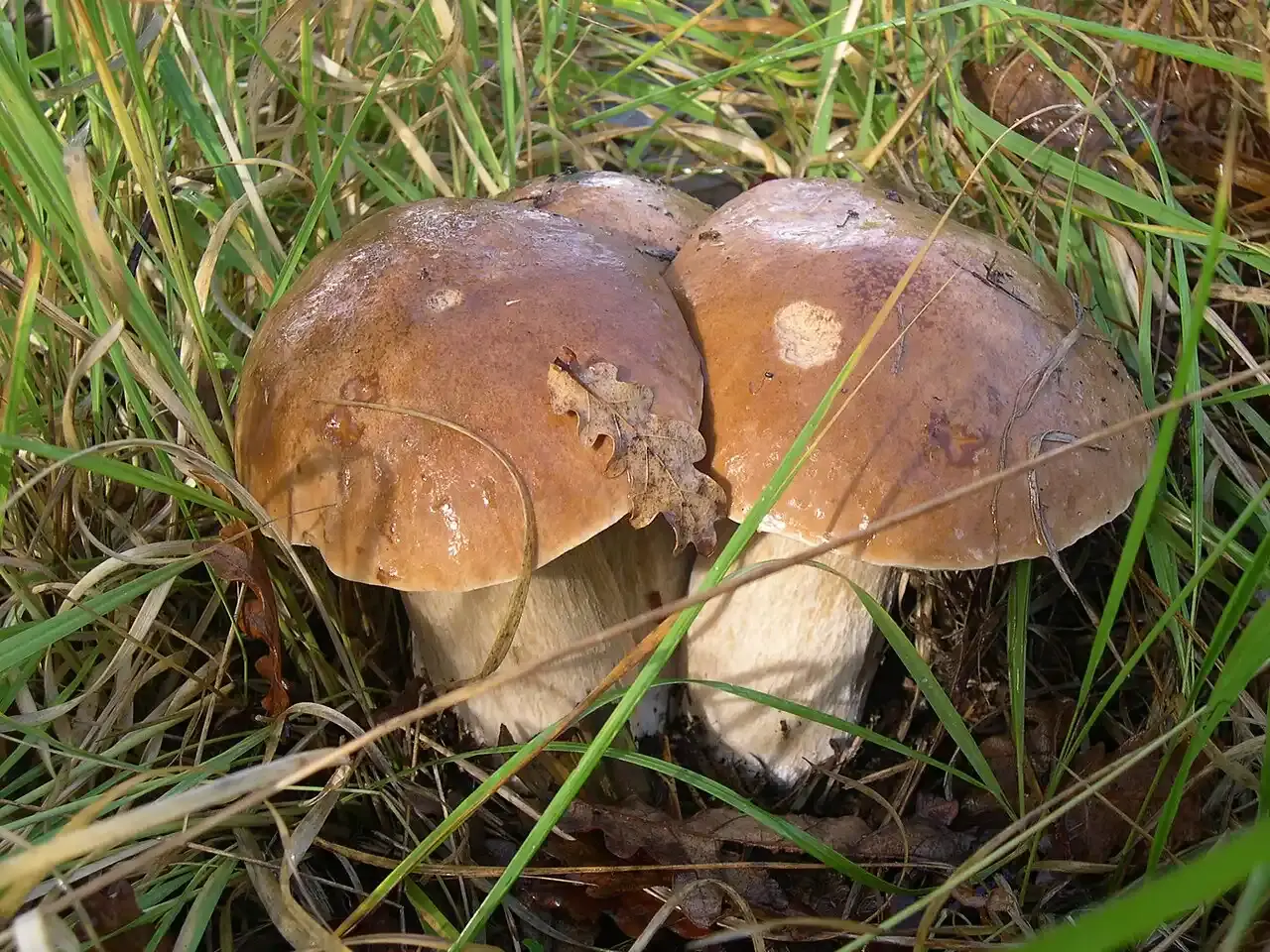 Cepes