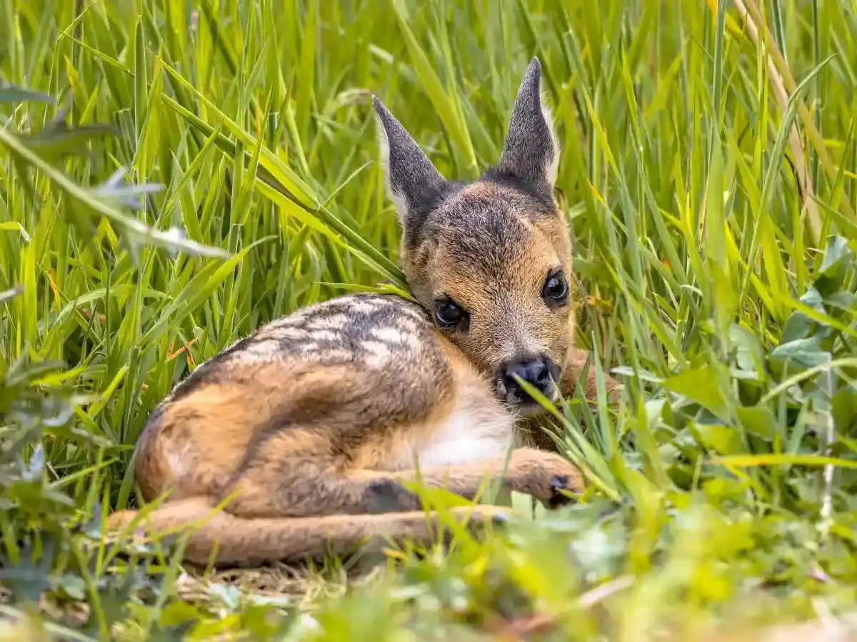Le triste destin d’un faon retrouvé dans une poubelle après avoir été injustement ramassé en pleine nature