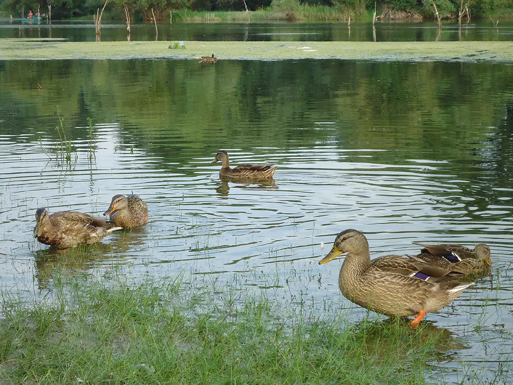 Alerte info : la grippe aviaire H5N8 arrive